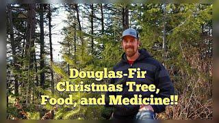 Douglas Fir Identification - More than Just a Christmas Tree; It's Edible and Medicinal!