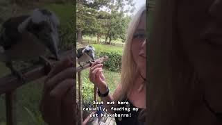 Kookaburra Bites on Owner's Finger - 1405139