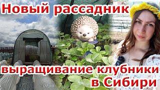 Новый рассадник для клубники