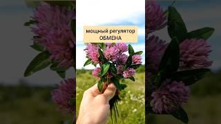 Клевер луговой - глобальный регулятор обмена #лекарственныетравы #травы #травник #дикоросы