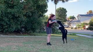 Disc Dog Freestyle Practice 2023  Sora, Flare, Torch, Volt, & Spirit