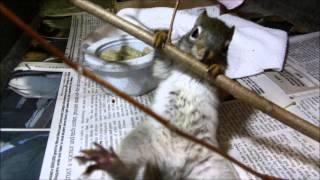 Red Squirrel baby at play