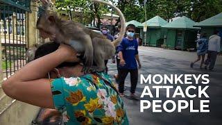 Wild Monkeys Take Over Entire Town