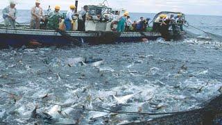 How does Japan's Super Modern Fishing Fleet harvest hundreds of tons of fish - Net fishing at sea