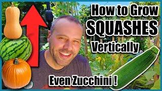 How to Grow Squash Vertically...EVEN ZUCCHINI! Small Space Gardening.