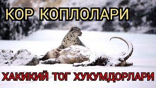 Хайвонлар хакида Кор Коплони Дахшатли йирткич #yirtqich hayvonlar