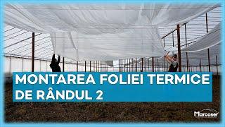 Montarea Foliei Termice de Rândul 2 în Solar | Ferma Marcoser