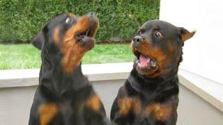 Rottweilers are here to make you LAUGH!  Funniest Dogs 2024