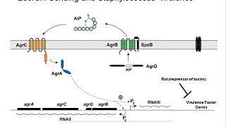 BIO204 Quorum Sensing Staphylococcus Aureus