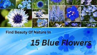 15 Blue Flower Plant Varieties | Pretty Blue Flowers |Blue Flowers| Land Of Ideas