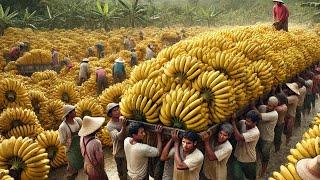 Os Agricultores Estão Colhendo E Processando Bilhões De Bananas Desta Forma