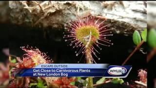 Escape Outside: Carnivorous plants