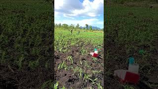 First traditional weeding method of maize, Homa Bay