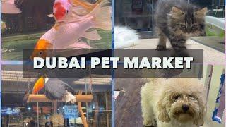 Dubai Birds & Pets Market | Largest Pet Market in Dubai | Al Warsan Pet Market @shabstravel