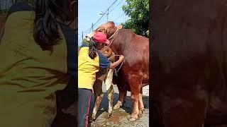 its cleaning the pussy for the cow mating #cow #shorts