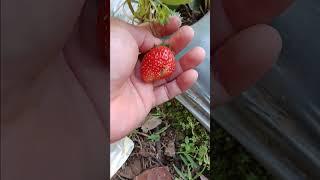 sijumbo matang juga  #strawberry #strawberries #stroberry