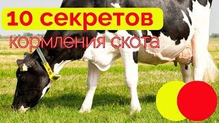 10 секретов кормления скота| рацион для коровы