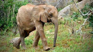 Rescue of Orphaned Elephant Baraka | Sheldrick Trust