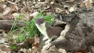 Large weasel (Hermelin)catches a mouse