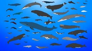 Whales Size Comparison Animation - Living and Extinct / Prehistoric (NEW)