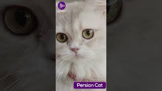 Discovering the Elegance and Grace of the Persian Cat  