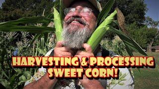  Harvesting Sweet Corn  Drilling the Kernels off the Cob w/a Kernel Kutter