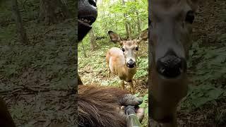 Bigfoot: Shame on the Raccoon - Official Trailer #bigfoot #ai #trailer