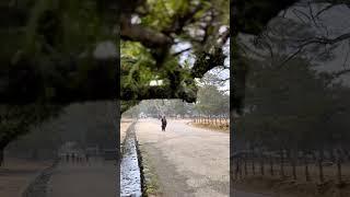 One Snowy Day in Nara Japan | Where Ava Travels