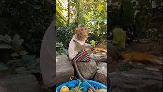 Baby monkey eating fruit #monkeydluffy #monkeychallenge #monkeysr #babymonkey #monkeyvideo #monkeys