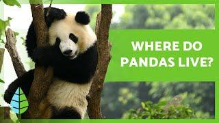 Where Do PANDA BEARS LIVE?  (Giant Panda Habitat)