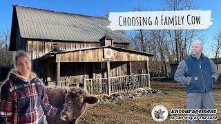 Choosing A Family Cow 101 | Be Still and Know | Slow Living on the Homestead