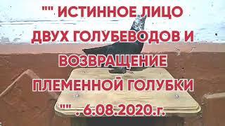 "" ИСТИННОЕ ЛИЦО, ДВУХ ГОЛУБЕВОДОВ. И ВОЗВРАЩЕНИЕ ПЛЕМЕННОЙ ГОЛУБКИ "" 6.08.2020.г.