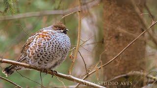 Hazel grouse singing and displaying bird in spring | Film Studio Aves