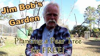 Planting a Pear Tree for Free!