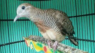 SUARA PERKUTUT BANGKOK PIYIK RING SILWAK BIRD FARM