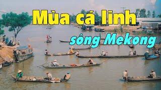 Linh fish season in the Mekong Delta, Vietnam