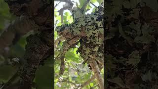 lichen #plant #lichens #lichen