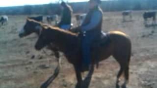 Gary Bray - Cattle Whisperer