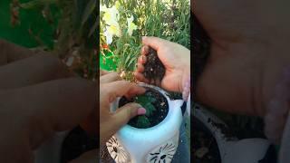 Laxmi kamal #gardening #explore #shorts s