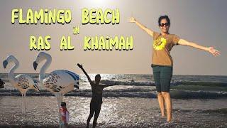 FLAMINGO BEACH | RAS AL KHAIMAH | ENTRANCE FREE | FAMILY TIME