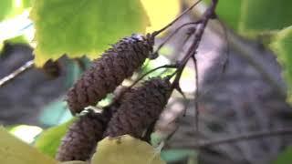 Betula pendula, Betulaceae (European weeping birch)