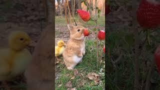 #funny # cute # hamna butt