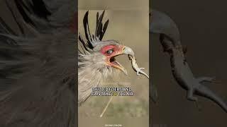 Secretary Bird | The Tyrant Of Both Ground And Sky