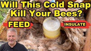 Beekeeping TIPS For Upcoming Spring COLD SNAP! Get Ready