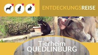 Tierheim Quedlinburg - Entdeckungsreise