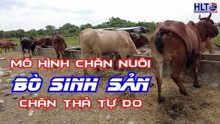 Mô Hình Chăn Nuôi BÒ SINH SẢN THẢ ĐỒNG - Mô Hình Chăn Nuôi Bền Vững