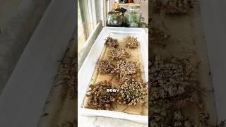 Иерихонская Роза #факты #растения #цветы