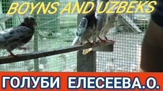 " ГОЛУБИ " BOYNS AND UZBEKS. В ГОСТЯХ У ЕЛЕСЕЕВА.О. .П.САНДАТА. РОСТОВСКАЯ. ОБЛ. 3.08.2021.Г.