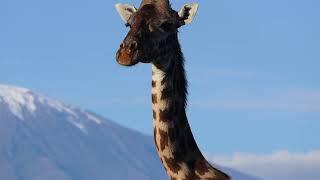 giraffe with a short  neck