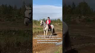 В чем польза верховой езды?